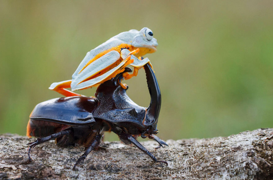 obeekris-redux:asylum-art: Hendy Mp Captures World’s Tiniest Rodeo:  Frog Riding  A Beetle        500px | Facebook | Twitter     Hendy Mp, a talented wildlife photographer based in Indonesia, has captured what is probably one of the weirdest spectacles we’ve ever seen – a tree frog going for a wild rodeo ride on the back of a giant horned wood-boring beetle. The tree frog is a Reinwardt’s Flying Frog, a threatened species that can glide down from trees with the skin between its fingers and toes.The wild and adorable scene was captured not far from Mp’s home in Sambas, Indonesia. Mp is a fan of macro photography, and uses it to capture beautiful larger-than life photos of the many different beautiful insects, reptiles and amphibians native to Indonesia.Via: boredpanda"Yee haw! Ride ‘em, frogboy!!"