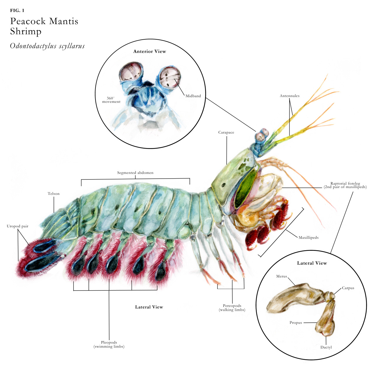 Scientific Illustration | justskyesart: Peacock Mantis Shrimp...