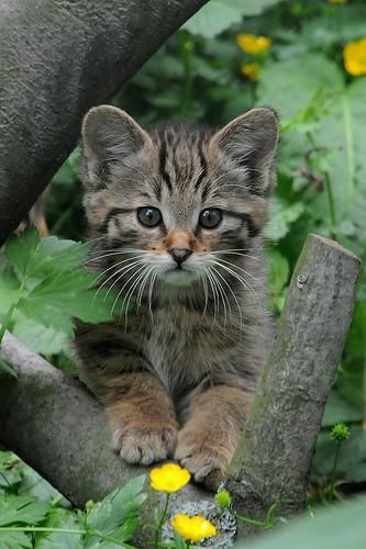 tinnacriss:

(via European Wildcat Baby) 