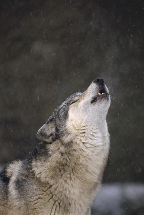 thatwanderinglonewolf:

Timber Wolf Howling Close by Gerry Ellis