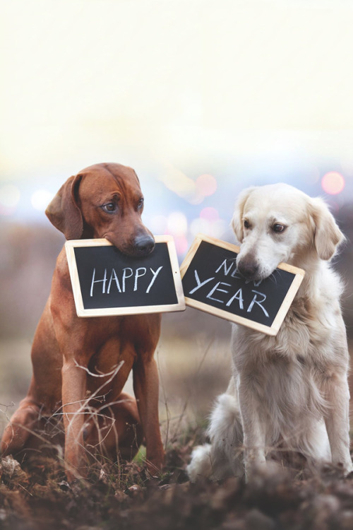 visualechoess:

Happy New Year! by: Hannah Meinhardt

