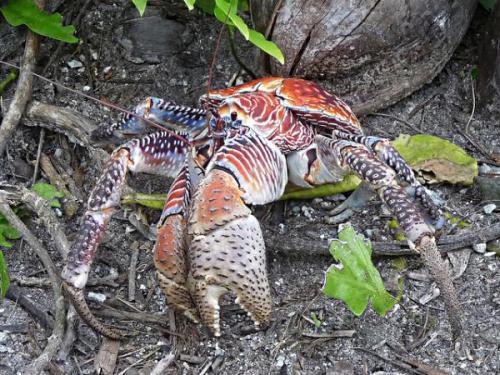 animals australia nature science crabs Arthropods worlds largest coconuts coconut crab colorful ...