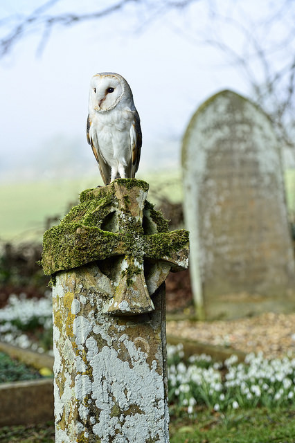 flowerling:

Barn Owl on gravestone | naturalengland
