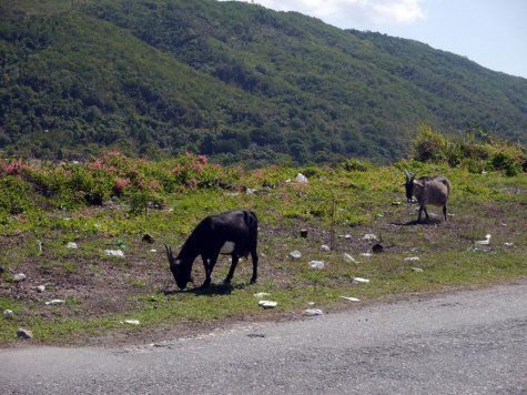 Goats grazing beside John Golding Road, Kingston Jamaica,