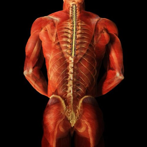 人体肌肉（背部观）