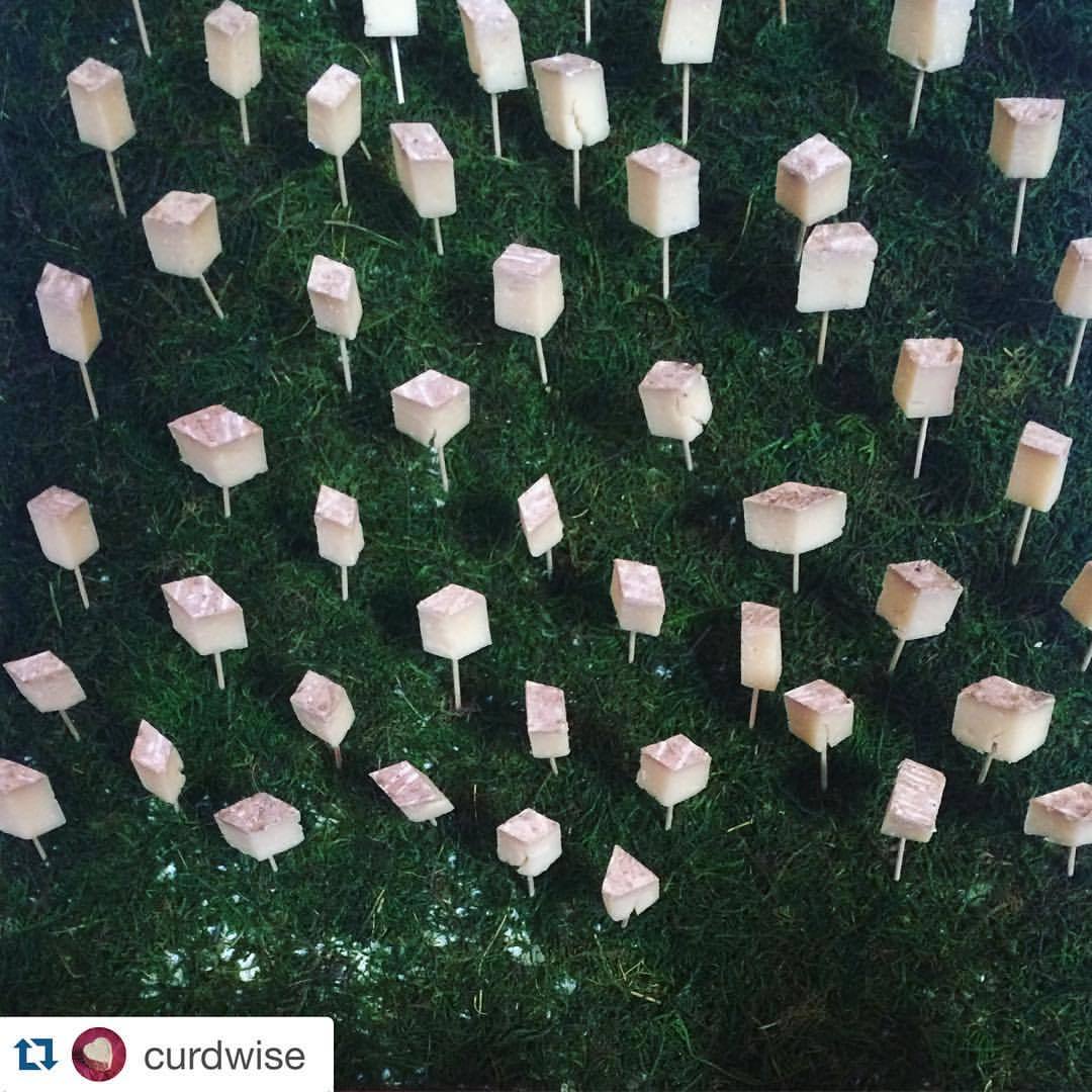 This is pretty wild. Little bits of Manchester out to pasture at #cheeseisart #ripeDC event via @curdwise???Field of cheese dreams, aka @considerbardwellfarm #manchester, #cheeseisart installation by the fab @katiecartercurcic! #ripeDC #vermontcheese