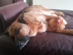 The Dog and the Chicken.
(source: http://bit.ly/14wS13o)