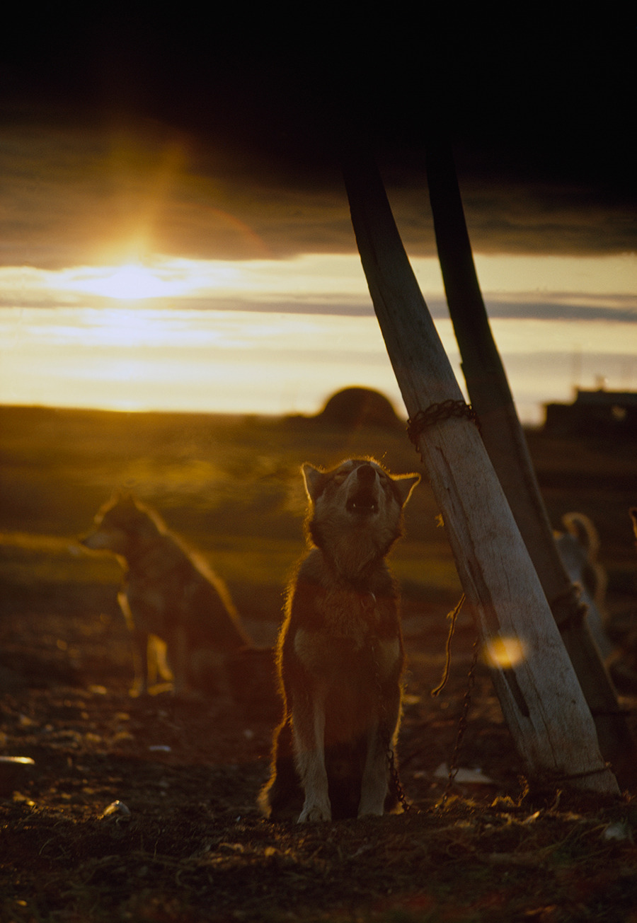 A sled dog, tied to a whale rib, howls under the midnight sun in Alaska, 1969.Photograph by Thomas J. Abercrombie, National Geographic Creative
