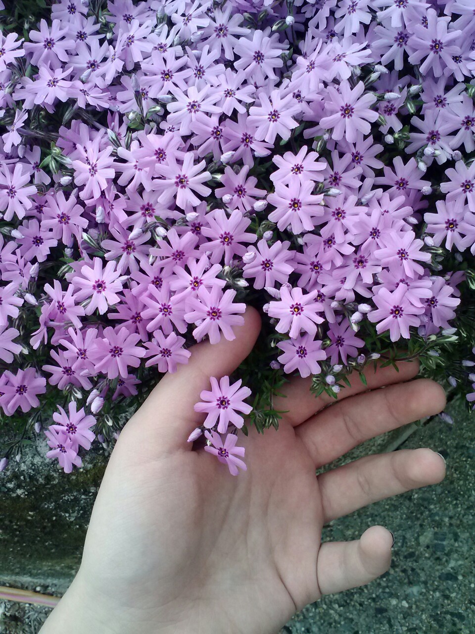 Light Purple Flowers Tumblr