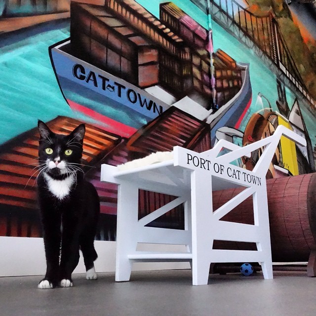 America’s first permanent cat cafe is now open at 2869 Broadway in Oakland, CA! We’re also expanding our Cat Zone, learn about that and help us fund the build out by donating at Saving Pets Challenge Fundraiser!The Cat Town Cafe is split into two rooms, the Cafe and the Cat Zone.<br />
The Cat Zone is where:<br />
We have between 6 - 20 free roaming cats who are available for adoption. Meaning, they are coming out of tiny cages of the shelter, and waiting to find a permanent home while here in our Cat Zone. <br />
We allow 14 people to enter every hour on the hour, this is to help limit the stress and over stimulation of our four legged friends.<br />
Walk-ins are welcome, but we highly recommend that you make a Cat Zone Reservation for a $10 donation to Cat Town, especially on weekends! This will ensure your visiting time is available and support a great cause. <br />
You are welcome to bring cafe food and beverage into the Cat Zone, but please don&rsquo;t bring your own cat!<br />
Volunteers will be on hand to answer any questions you have about cats, adoptions, and cat related things.</p>
<p>Please note: </p>
<p>Cats sleep a lot. They also hide a lot. This is natural and healthy. Our cats meet up to 140 people a day, 5 days a week. If you&rsquo;re itching for play time, we recommend coming early for the 10AM and 11AM hours, when the cats are most active.<br />
We are a non-profit rescue dedicated to the safety and well-being of our cats. Their comfort and safety is our first priority.<br />
Our cafe is minimal, but awesome. We serve extremely good pour over coffee from Bicycle Coffee, bagels from Authentic Bagel Company, and various treats from Rolling Sloane&rsquo;s. Plus, we have the friendliest employees you&rsquo;ll ever meet! We have limited indoor and outdoor seating, and viewing windows into the Cat Zone should we reach capacity.<br />
We are closed Monday &amp; Tuesday to acclimate new cats into the space and give our current residents some much deserved rest.<br />
Cat Town is a non-profit cat rescue, that started in 2011 as a foster based rescue program. Since founding, we&rsquo;ve helped get over 600 at-risk shelter cats out of the cages of Oakland Animal Services and into loving foster and permanent homes. The Cat Town Cafe is an expansion of our current rescue efforts, and will help us get many more cats out of the shelter and adopted!<br />
The cafe cats are being adopted at a rate we never imagined and we are joyously overwhelmed by the interest, kind words, encouragement, press, and good cheer of our customers, volunteers, employees, and adopters. Thank you so much!<br />
Cafe hours: 9:30 AM - 7 PM Wednesday through Sunday<br />
Cat Zone hours: 10 AM - 7 PM (14 people are let in on the hour every hour)<br />
Come see us at 2869 Broadway, Oakland, CA!<br />
Cat Town Cafe - Facebook &amp; Instagram<br />
Cat Town - Facebook &amp; Instagram