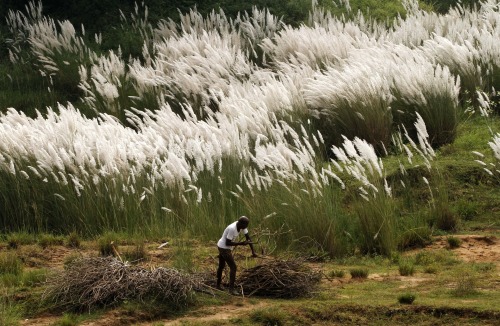 fotojournalismus:

A villager collects dried branches of a tree for fuel on the outskirts
 of Bhubaneswar, India on September 23, 
2015. (Biswaranjan Rout/AP)
