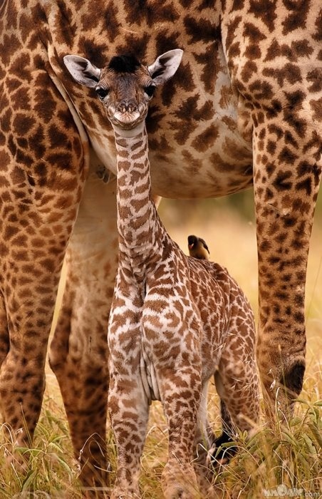 expression-venusia:

Silly baby giraffe! Expression
