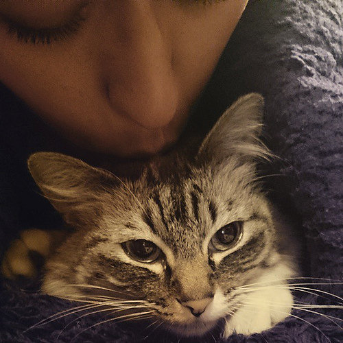 only-cats-photos:

Odio a los gatos pero a ella la quiero