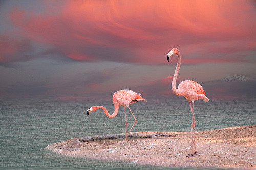 cey-lon:  Pink flamingo (by baytowntexaslady)