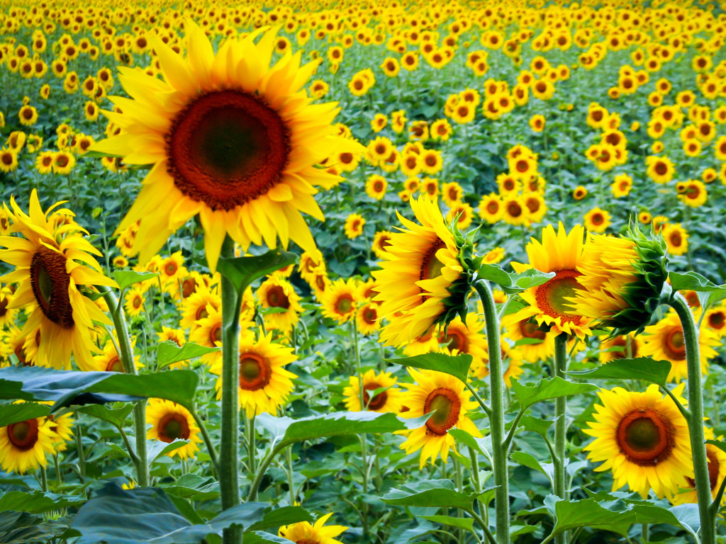 Sunflowers Tumblr