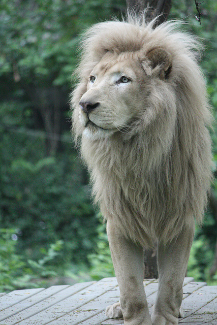 kingdom-of-animals:  White Lion by LukeStutlerPhoto on Flickr.