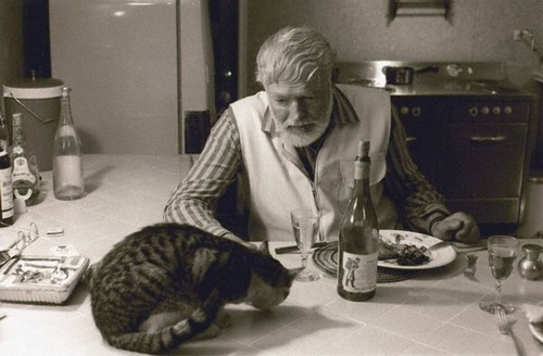 Dinner time for Hemingway and kitty. The kitty inherited everything.