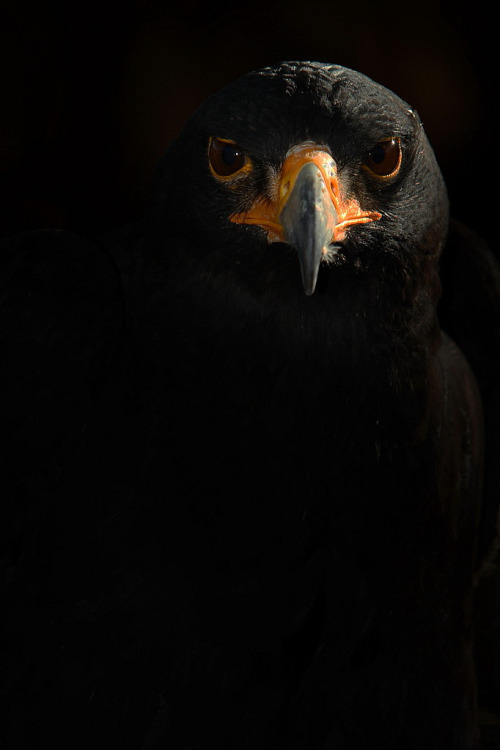 petitcabinetdecuriosites:

Black Eagle (by Another Timothy)
