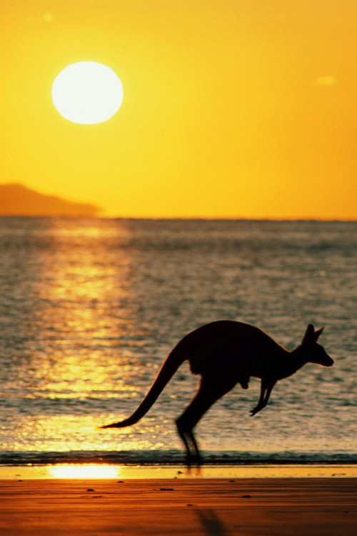 
Kangaroo
