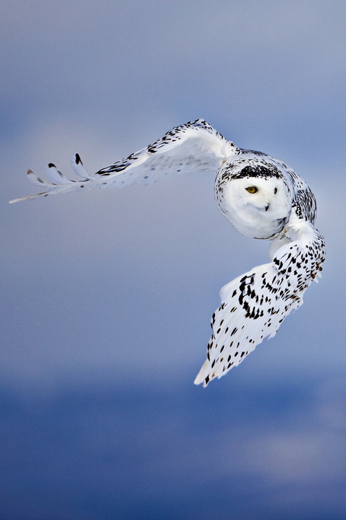 bount:

Snowy Owl
