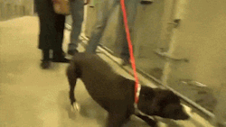 slaydeer:  sixpenceee:  Dog Excited to Get Rescued Since November, Benny, an 8-month-old pit bull, has been on death-row like all other unfortunate abandoned dogs at Carson Animal Care Center, a high-kill shelter in Gardena, California. For weeks nobody