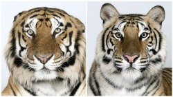 semperubisubboobie:  free-parking:  vmagazine:  Dr Bhagavan Antle of The Institute of Greatly Endangered and Rare Species (T.I.G.E.R.S), photographs 4 varieties of Bengal tigers    There really aren’t enough people in the world who care about protecting