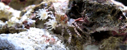 keepmegoingbaby:  fencehopping:  Boxer crabs are badass because they pick up handfuls clawfuls of stinging sea anemones and use them as weapons.  I thought that was a cheerleader crab 