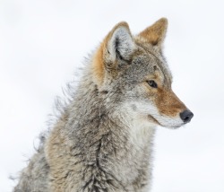 beautiful-wildlife:  Coyote Profile by Daniel Parent