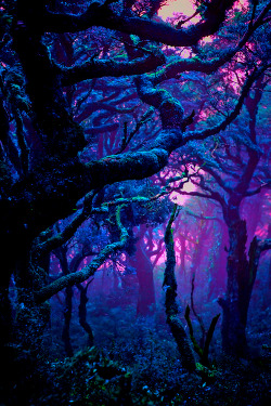 Fantasy forest on We Heart It. http://weheartit.com/entry/93280726?utm_campaign=share&amp;utm_medium=image_share&amp;utm_source=tumblr
