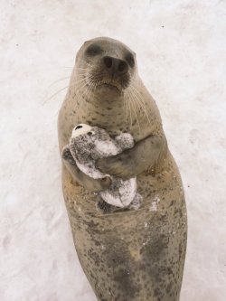 tastefullyoffensive:Aku, the seal, from Mombetsu Land in Hokkaido, Japan happily hugs a plushie toy version of himself. (photos via Twitter)