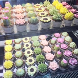 sirenofthesevenseas:  actionables:  sharodactyl:  My mom loves cacti so I had to take her here!!! They make #cupcakes that look just like #cactus!!🌵🌵🌵💕 When I took it home my dad was like…“we must water it.” Lol!😋😋😋  This is
