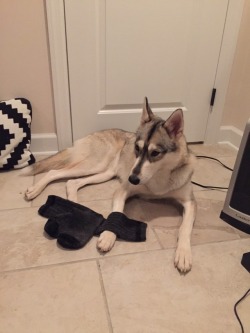 Anyone else’s dog drag their socks/slippers out into another room just to lay w them?