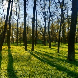 #Springtime #Gatchina #May #pure #colours #colors / #shadows #trees #grass #sky #walk #photowalk #photography #landscape #Russia #freshness #fresh #air #park #nature #Гатчина #прогулка #пейзаж #парк