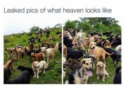 cravings:  socerrulz21:  delightsandescapes:  This is so nice! And this is actually a place in Costa Rica. A couple decided to start a refuge for stray dogs and now own around 700-900 doggies. It’s not state supported. They live on donations. Most are