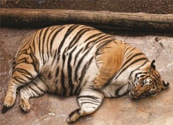 deadmutation:    el tigre super gordito  