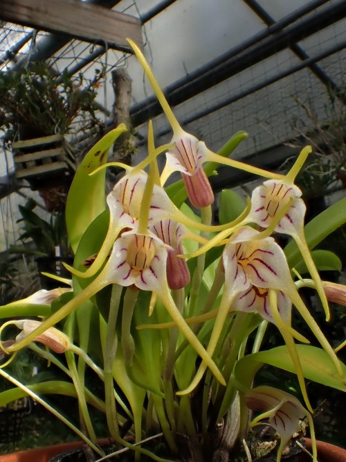 orchid-a-day:  Masdevallia helenaeMay 13, 2022