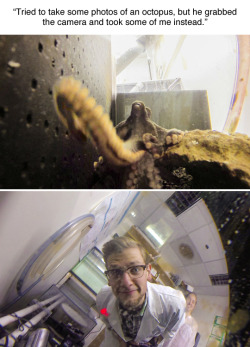 transparasite:  tastefullyoffensive:  (photos by Bill Watterson and an octopus)  I think this is the best scientist photograph I have ever seen. 