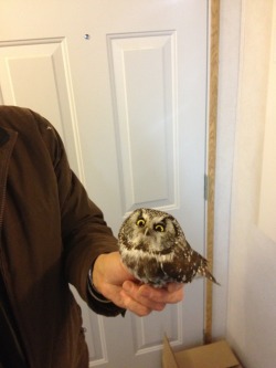 bellisadinosaur:  ryulongd:  This baby owl hit our window. Gave us this look the whole time - Imgur  YOUR FORCEFIELD DISPLEASES ME AS DOES YOUR INTERIOR DECORATING 