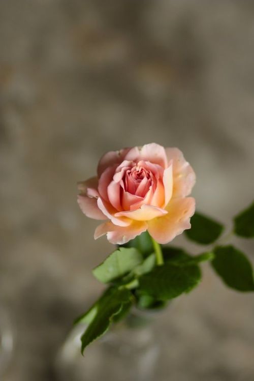 Te regalo una rosa - Página 2 Tumblr_nkt3oyHzLq1qat5pio1_500
