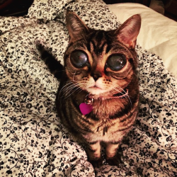lipstickstainedlove:  catsbeaversandducks:  Matilda the Alien Cat Is Becoming an Instagram StarMeet Matilda, the world’s foremost alien cat. This two-year-old female tabby suffers from an ocular issue that means she resembles an otherworldly feline