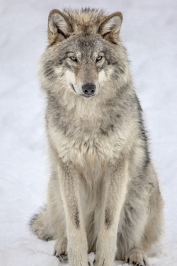 wolverxne:  Grey Wolf | by: { John Violette }