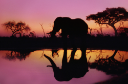 nubbsgalore:  photos from chobe national park in botswana and kenya’s masai mara by (click pic) nevil lazarus, franz lanting, paul goldstein, mario moreno and marcel van oosten. august 12 is world elephant day. give current poaching trends, the african