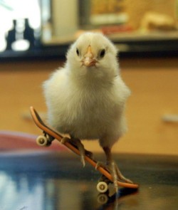animal-factbook:  Baby chicks are huge daredevils. They enjoy adventurous sports like water skiing, skateboarding, and BMX riding. 