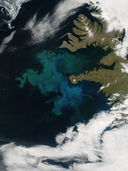 sixpenceee:  North Atlantic phytoplankton bloom off the coast of Iceland, June 24, 2010.Image Credit: NASA’s Earth Observatory