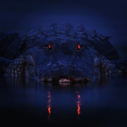 9gag:  The sunset reflected in the alligator’s eyes. #9gag