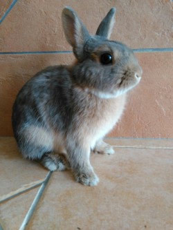 bony-the-bunny:  Thinking about my next nap