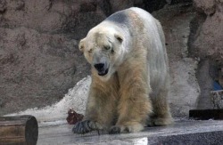typical:  sapiophilous:  panemoppression:  Arturo is a 29-year-old male polar bear currently living in Argentina’s Mendoza Zoo. He is suffering in 40C (104F) heat in an enclosure that has just 20 inches of water for him to swim in and has as a consequence