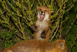 the scream of the fox