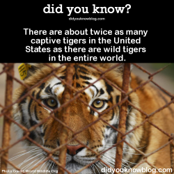 did-you-kno:  There are about twice as many captive tigers in the United States as there are wild tigers in the entire world.  Source