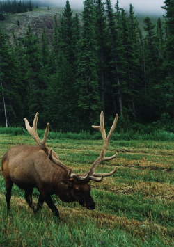 eyeleaves:    John Stalzer. Elk in Jasper Park, Canada. 2007